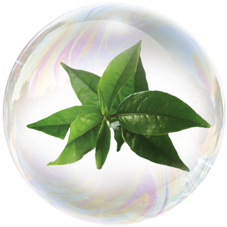 Листа от зелен чай (Camellia sinensis) **