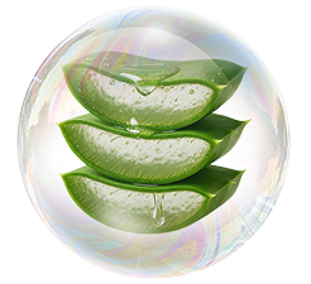 Екстрактът от Алое Вера Барбаденсис