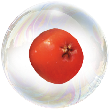 Плодове от червена офика (Sorbus aucuparia) **