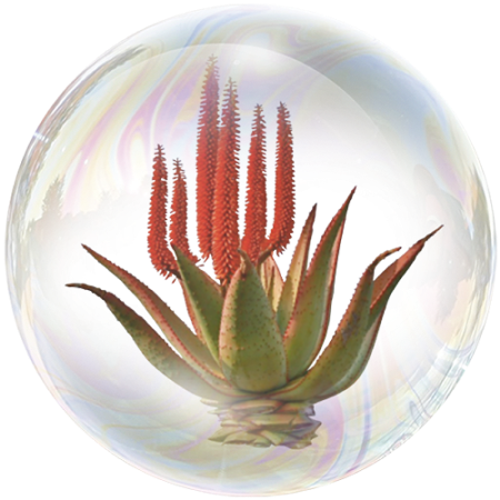 Африканско бяло алое (Aloe ferox) **