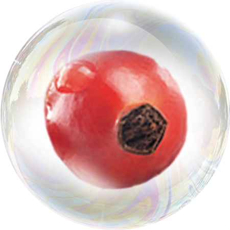 Канелена шипка (Rosa rubiginosa) **