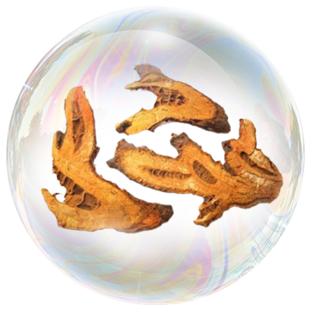 Японска фалопия (Reynoutria japonica)**