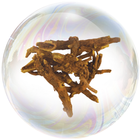 Baikal skullcap root (Scutellaria baicalensis) ** 