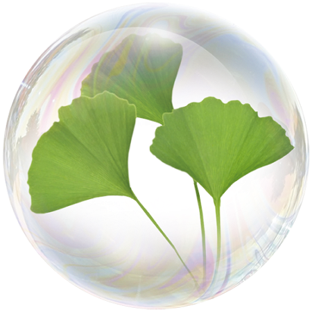 Гинко билоба (Ginkgo biloba)**