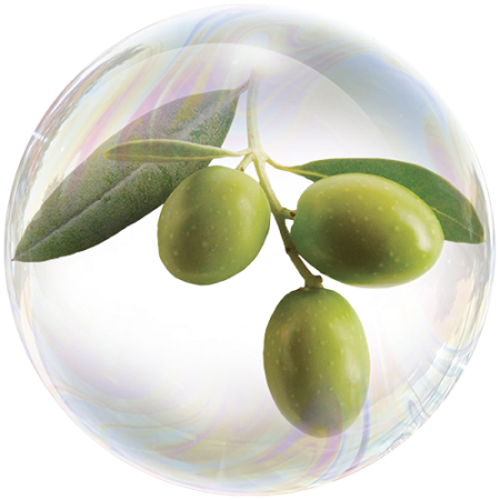 Olive (Olea europaea)**