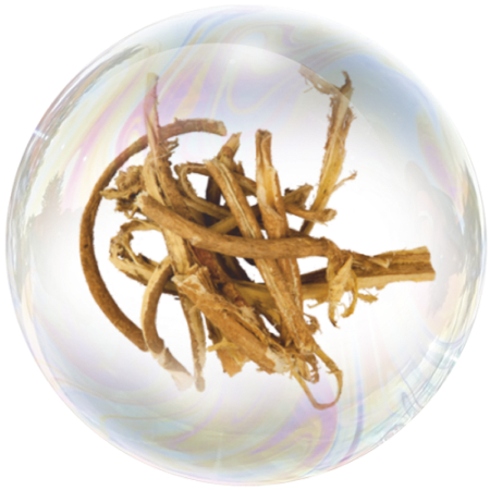 Astragalus root (Astragalus membranaceus) **  