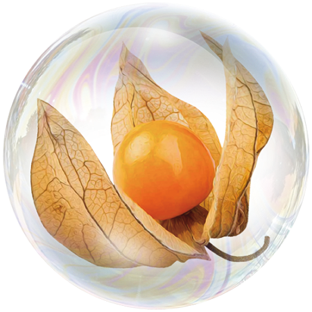Physalis