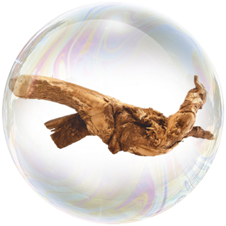 Гинко билоба (Ginkgo biloba)**