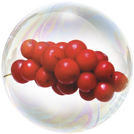 Китайски лимонник (Schisandra chinensis)**