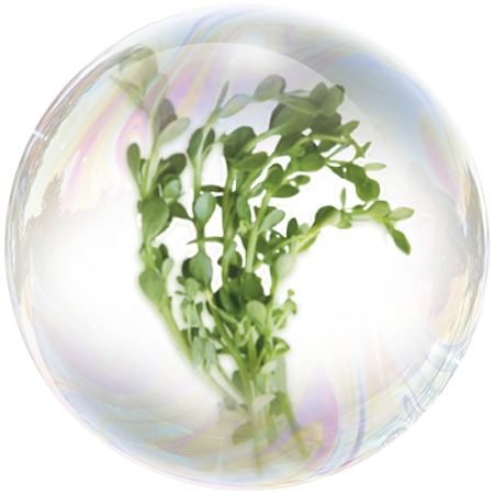 Женшен (Panax ginseng)**