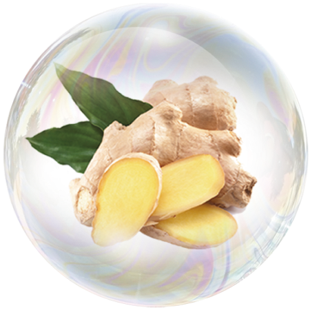 Ginger root (Zingiber officinale) **