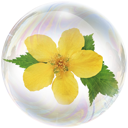 Damiana (Turnera diffusa)**