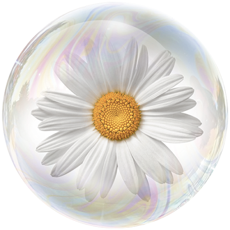 Лайка (Matricaria recutita) **