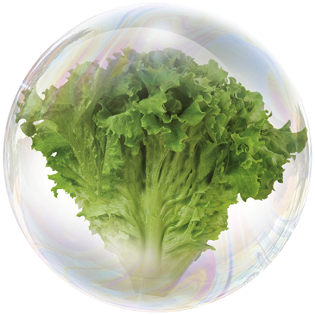 Маруля (Lactuca sativa)**