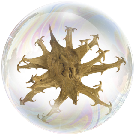 Гарпагофитум (Harpagophytum procumbens) **