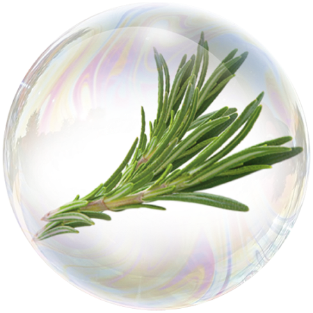 Thyme (Thymus vulgaris)**