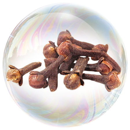 Clove (Syzygium aromaticum)**