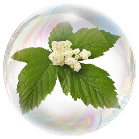 Тъжник (Filipendula ulmaria) **