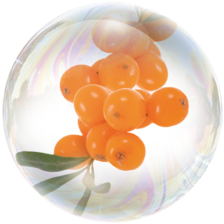 Облепиха (Hippophae rhamnoides) **