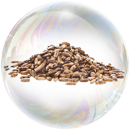 Бял трън (Silybum marianum)**