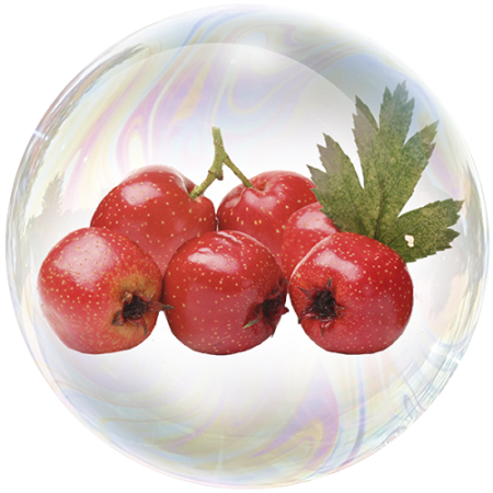 Глог (Crataegus monogyna)**