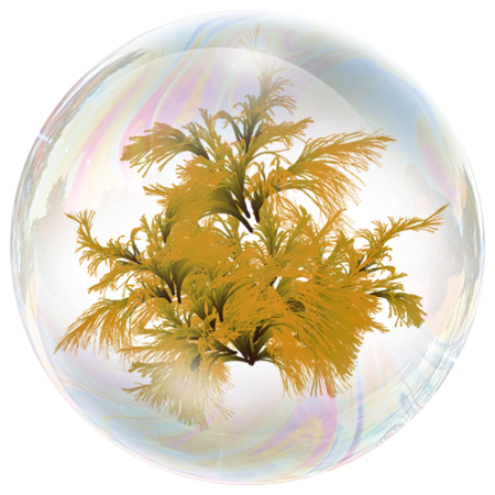 Кафяви водорасли (Fucus vesiculosus) **