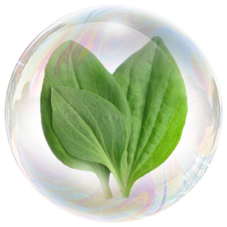 Псилиум (Семена от ЖИВОВЛЯК)