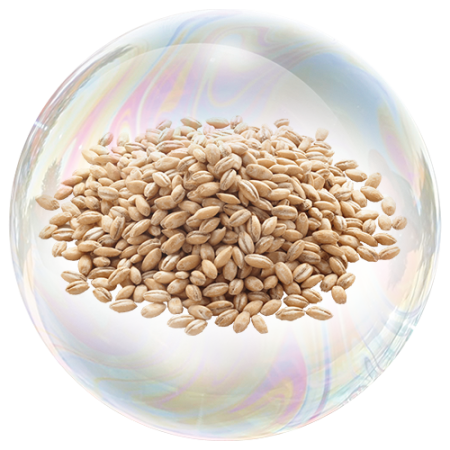 Зърна на ечемик (Hordeum vulgare) **